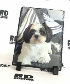 dog 2 1 e1597732572634