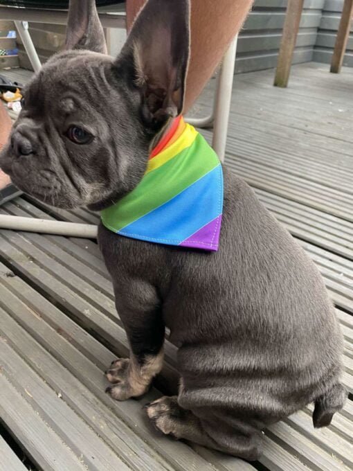 Rainbow Dog Bandana - Image 3