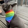 rainbow example 2