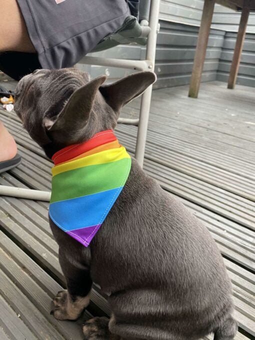 Rainbow Dog Bandana
