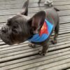super dog example