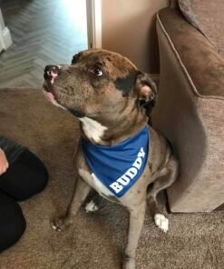 buddy blue name example e1598957792770