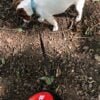 buddy red example e1598263177866