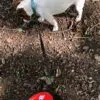 buddy red example e1598263177866