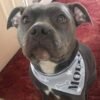 molly bone and stars example e1594025069245