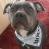 molly bone and stars example e1594025069245